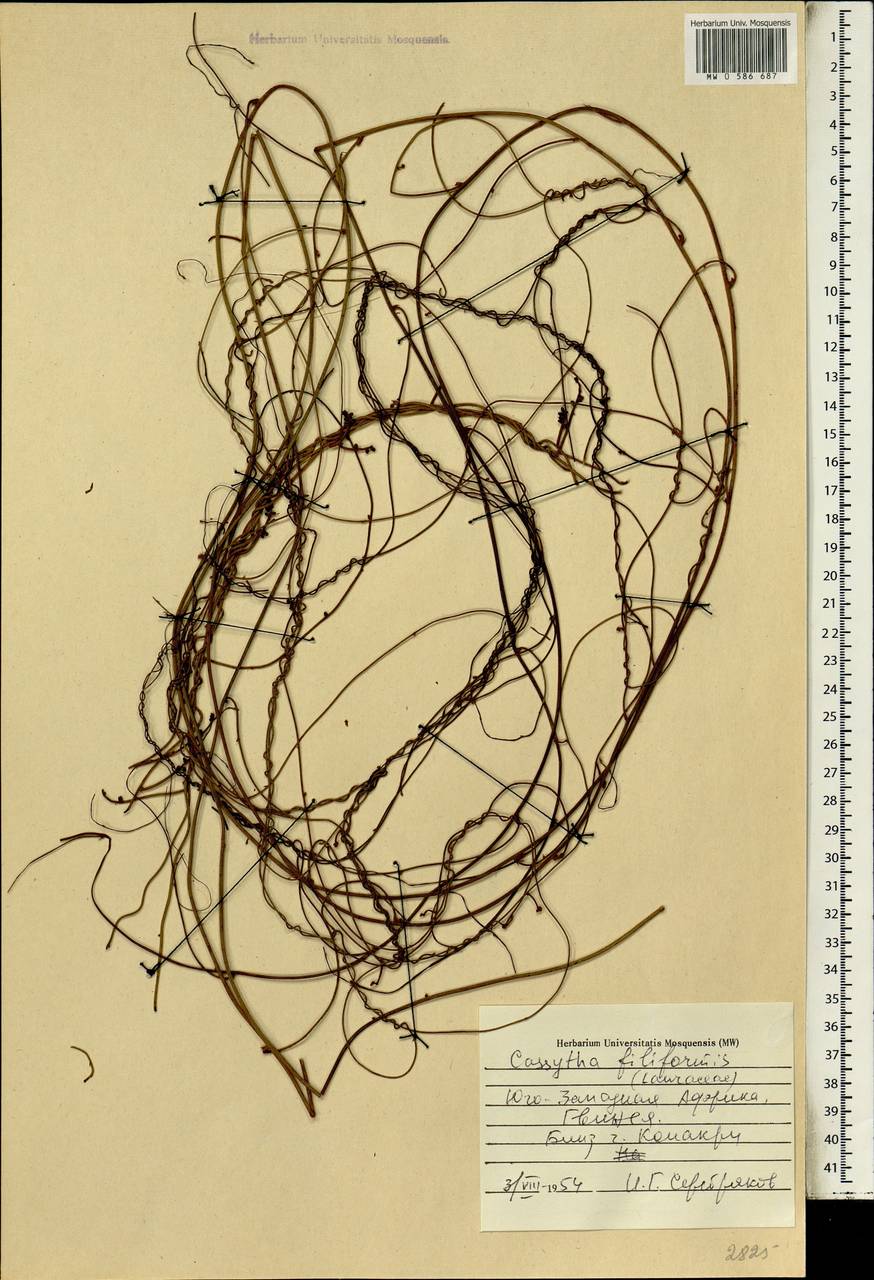 Cassytha filiformis L., Africa (AFR) (Guinea)