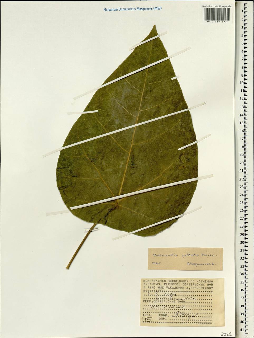 Hernandia nymphaeifolia (Presl) Kubitzki, Africa (AFR) (Seychelles)