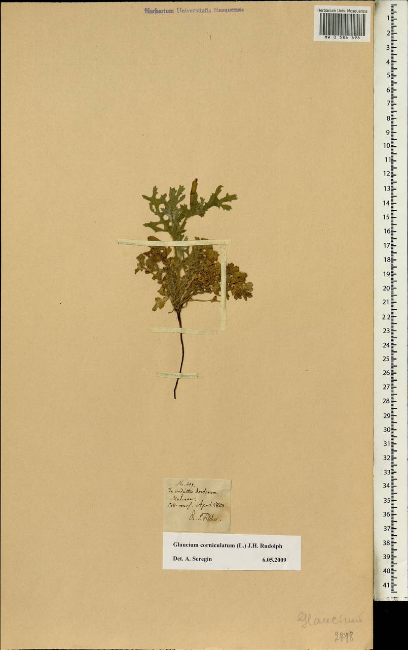 Glaucium corniculatum (L.) Rudolph, Africa (AFR) (Portugal)