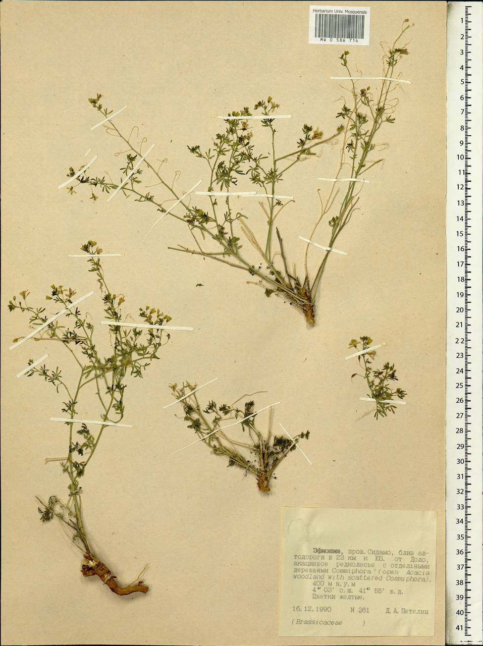 Brassicaceae, Africa (AFR) (Ethiopia)