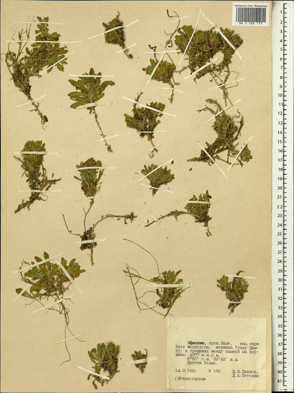 Brassicaceae, Africa (AFR) (Ethiopia)