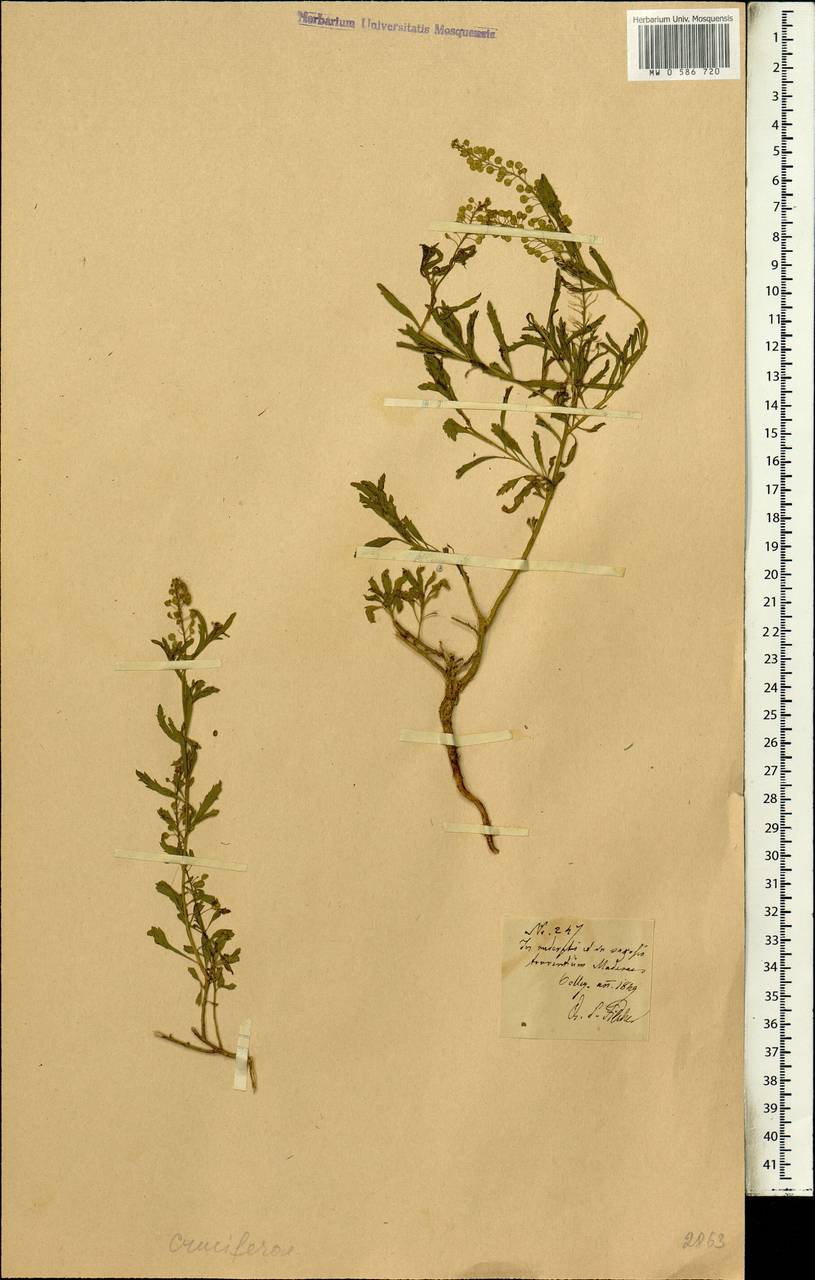 Brassicaceae, Africa (AFR) (Portugal)