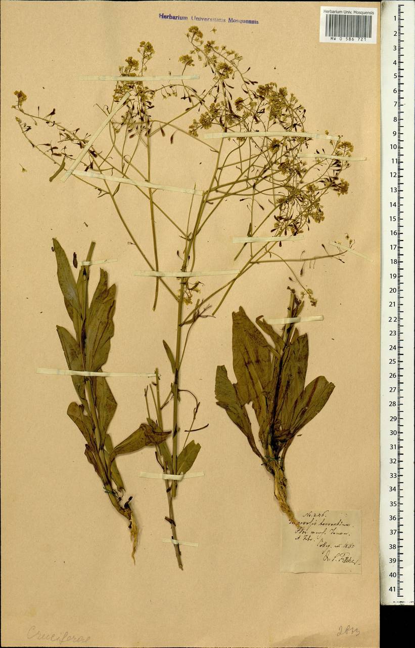 Brassicaceae, Africa (AFR)
