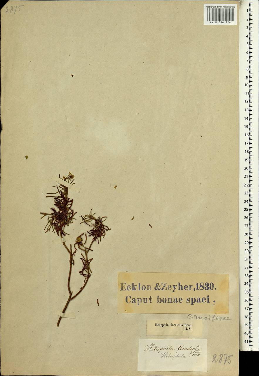 Heliophila brachycarpa Meisn., Africa (AFR) (South Africa)