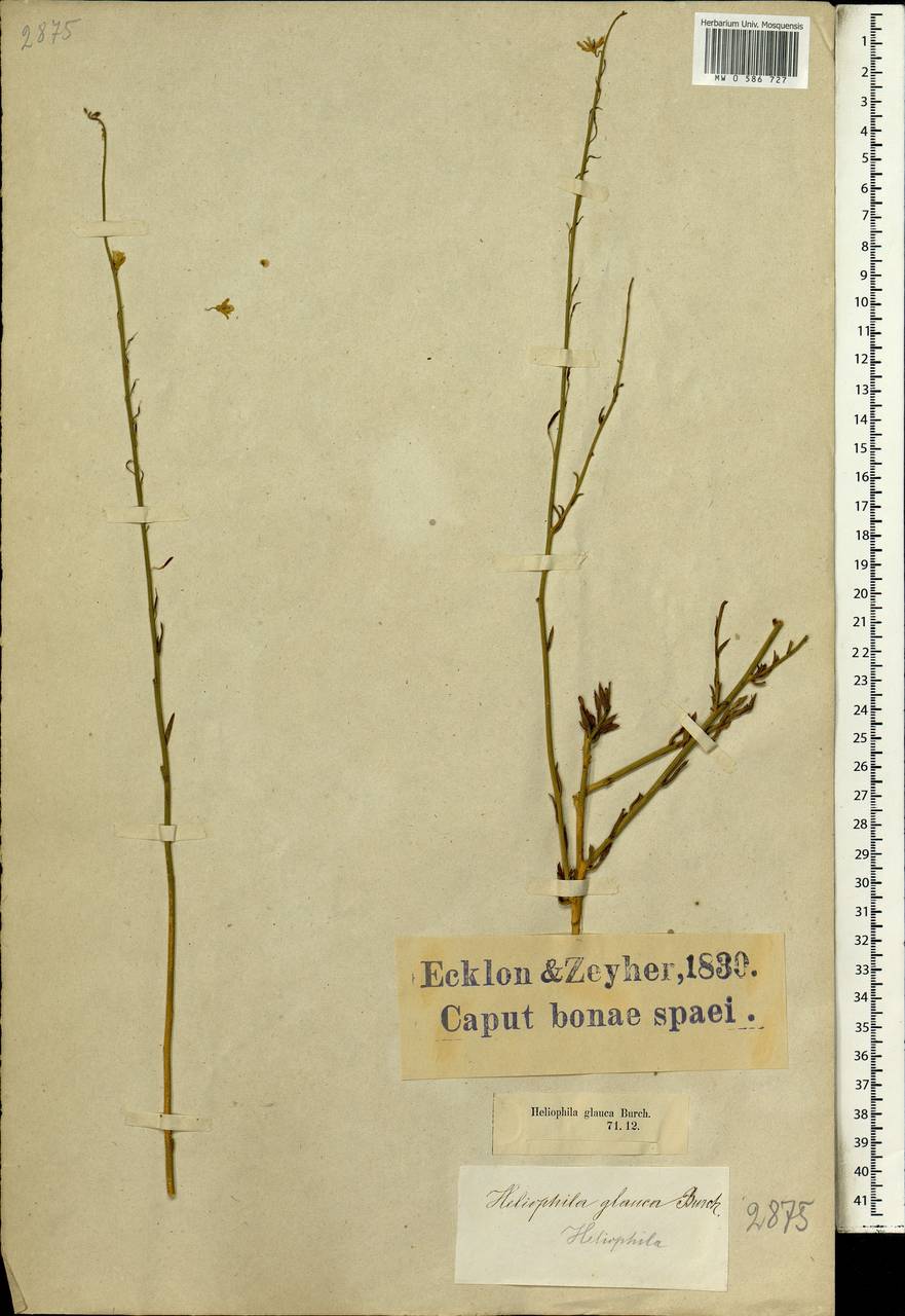 Heliophila glauca Burch. ex DC., Africa (AFR) (South Africa)