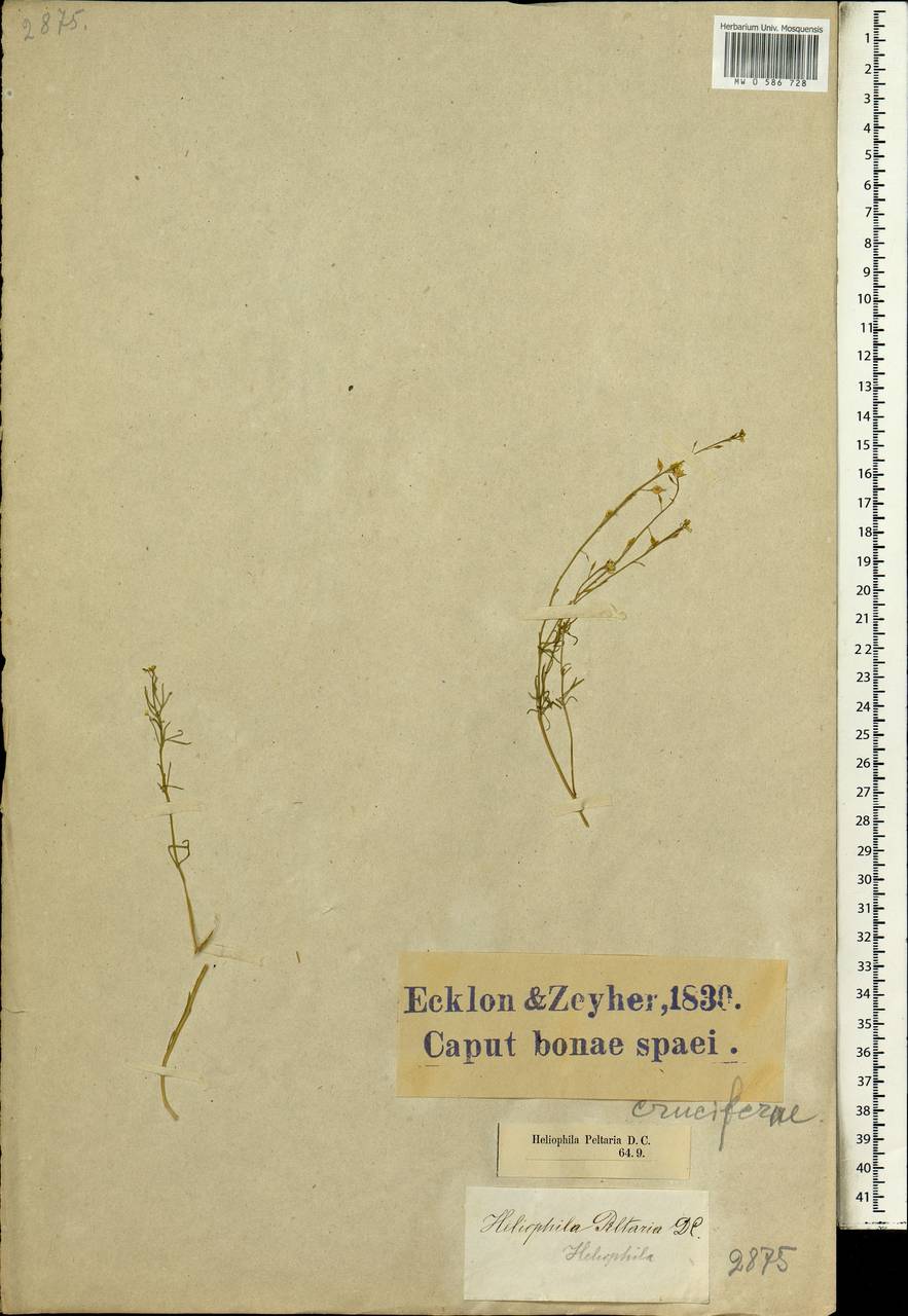 Heliophila diffusa (Thunb.) DC., Africa (AFR) (South Africa)