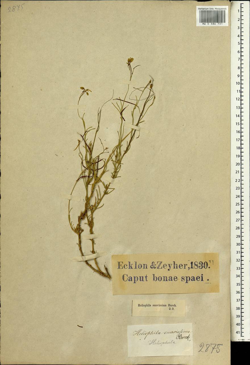 Heliophila suavissima Burch. ex DC., Africa (AFR) (South Africa)