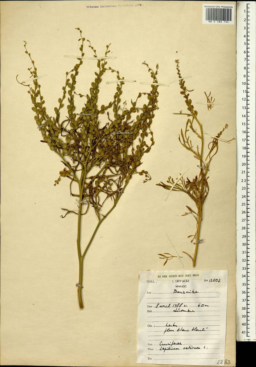 Lepidium sativum L., Africa (AFR) (Morocco)