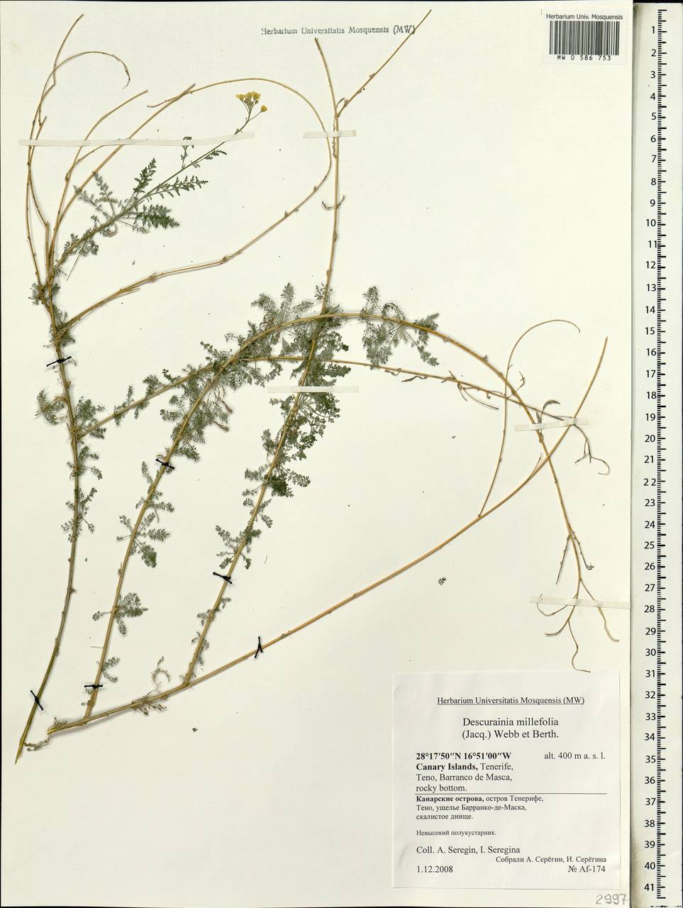 Descurainia millefolia (Jacq.) Webb & Berthel., Africa (AFR) (Spain)