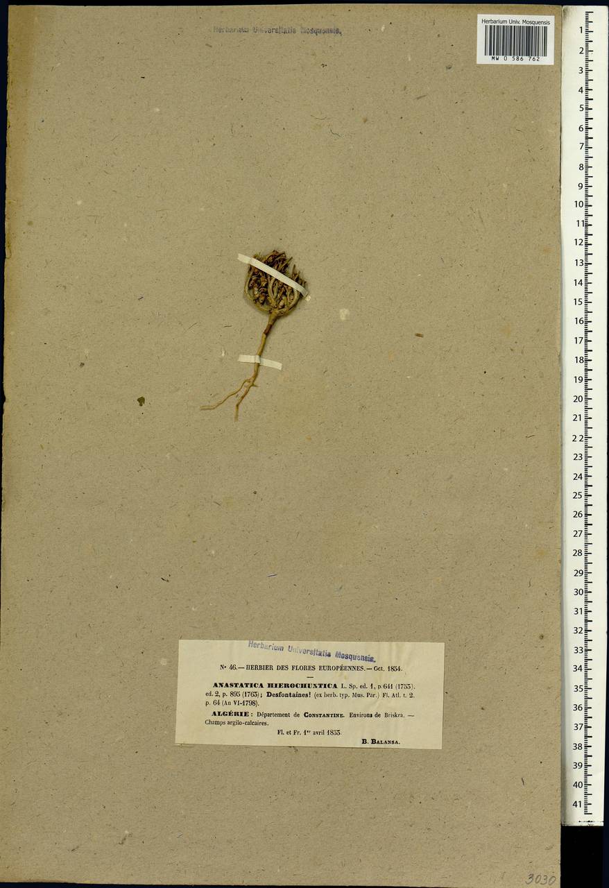 Anastatica hierochuntica L., Africa (AFR) (Algeria)