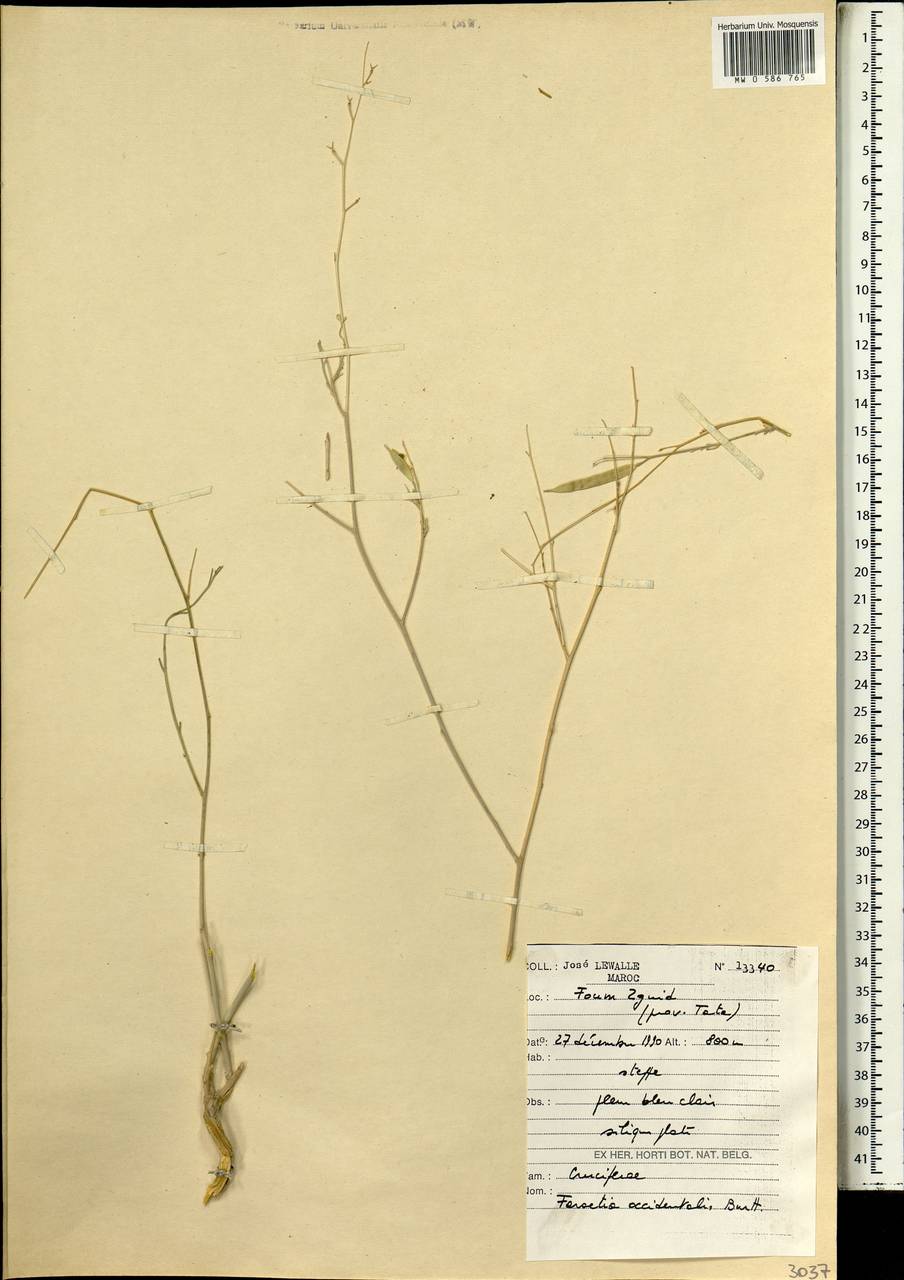 Farsetia occidentalis B.L. Burtt, Africa (AFR) (Morocco)