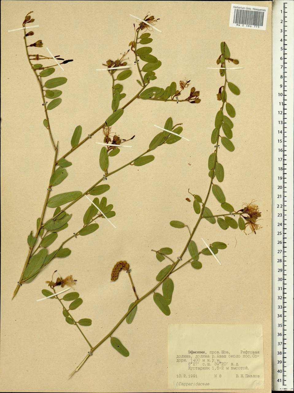 Capparaceae, Africa (AFR) (Ethiopia)