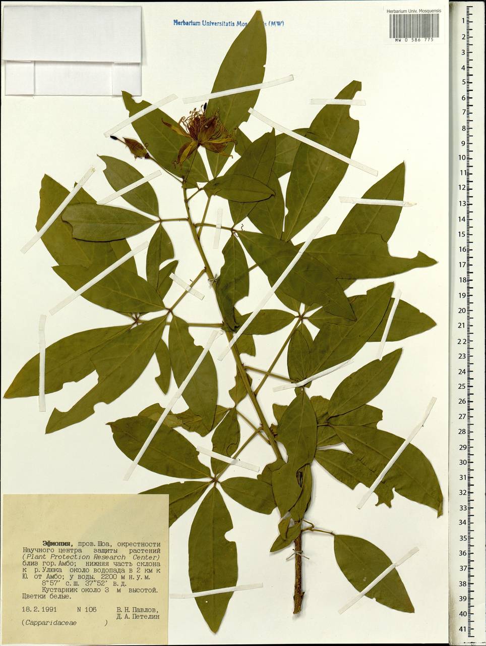 Capparaceae, Africa (AFR) (Ethiopia)