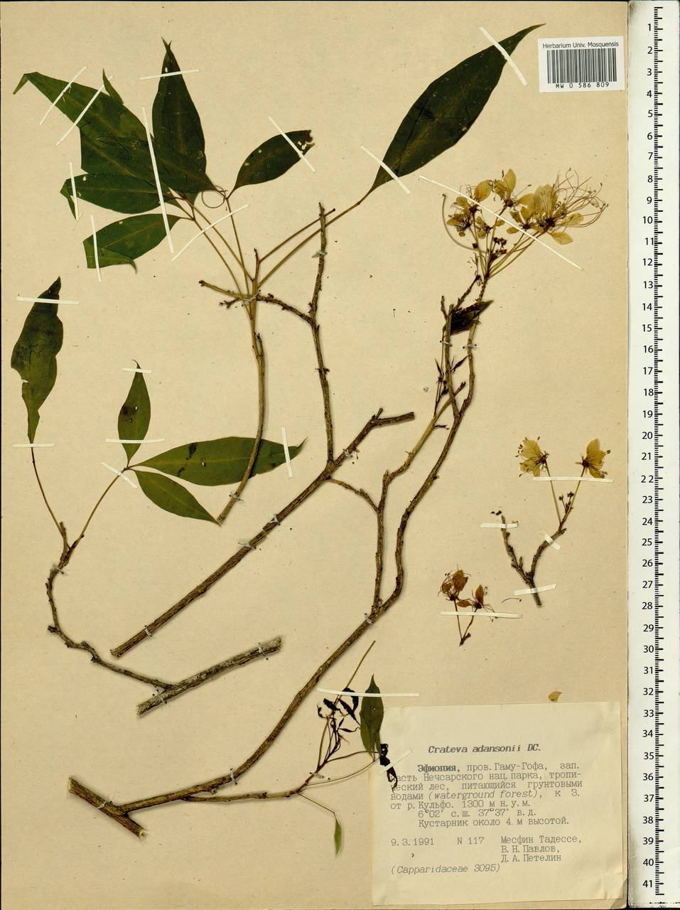 Crateva adansonii DC., Africa (AFR) (Ethiopia)