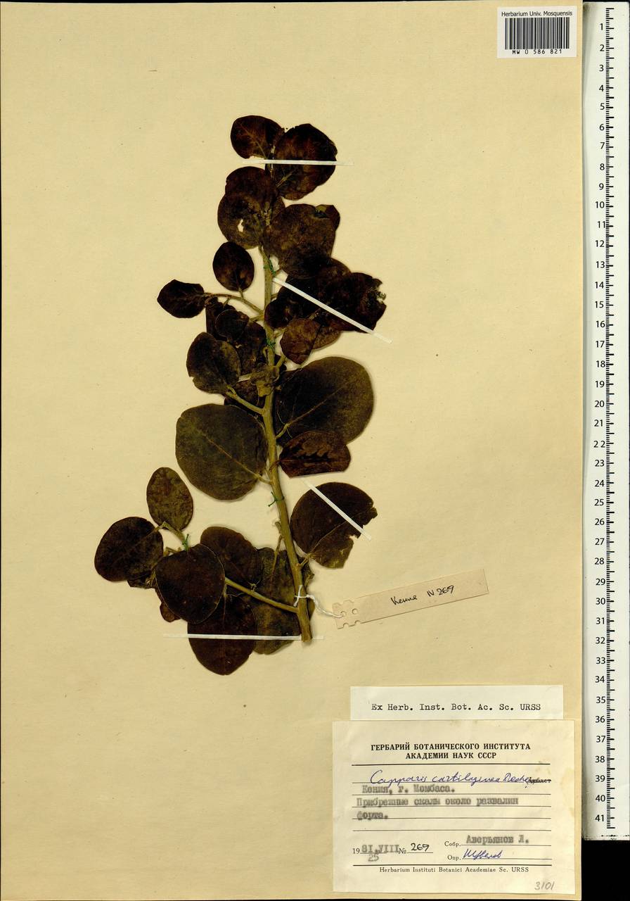 Capparis spinosa var. aegyptia (Lam.) Boiss., Africa (AFR) (Kenya)