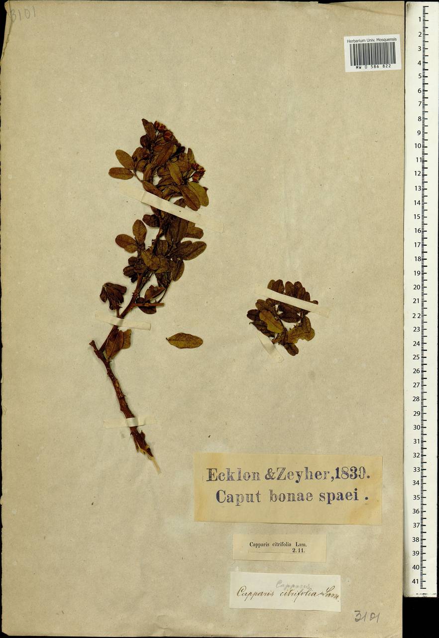 Capparis sepiaria var. citrifolia (Lam.) Tölk., Africa (AFR) (South Africa)