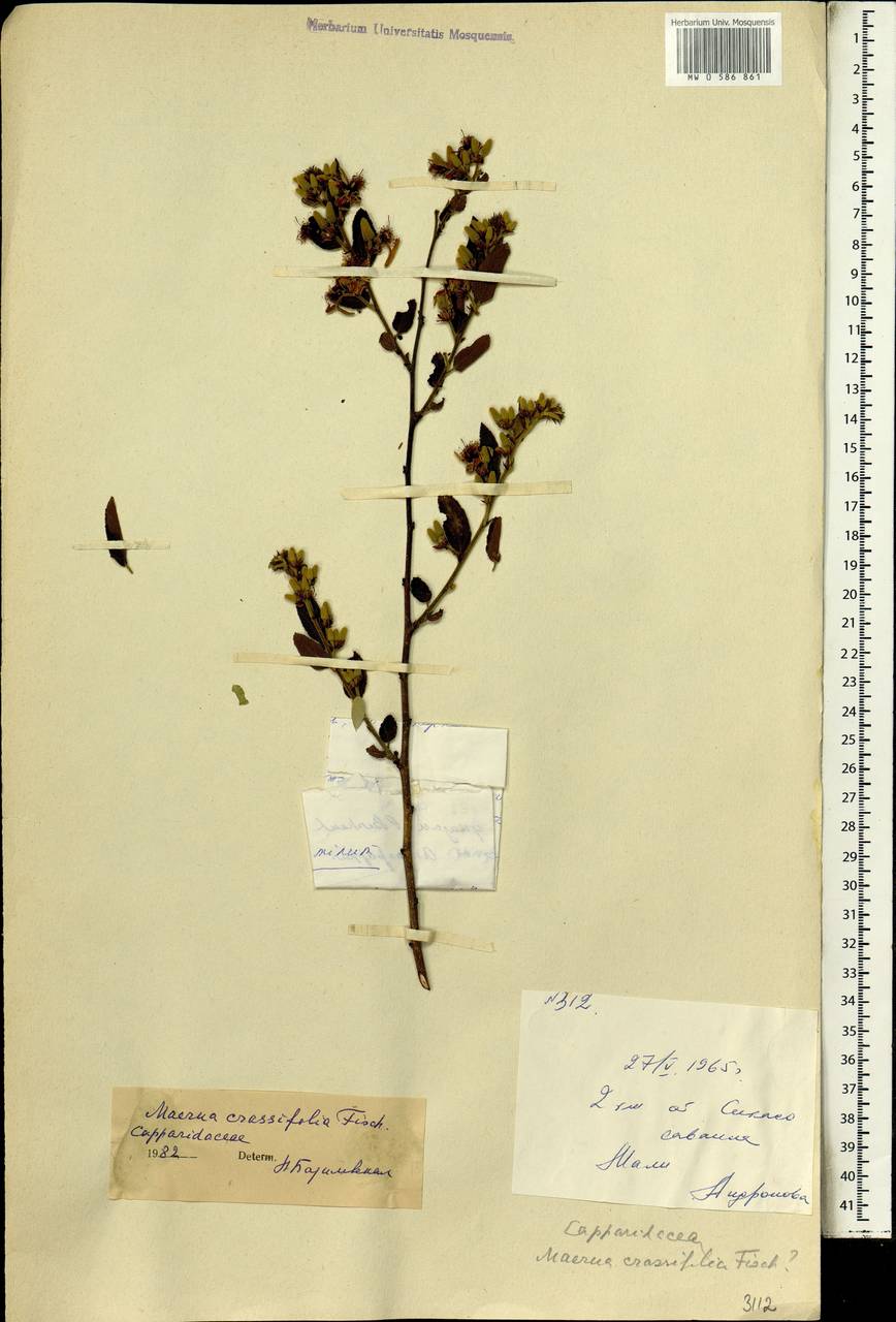 Maerua crassifolia Forssk., Africa (AFR) (Mali)