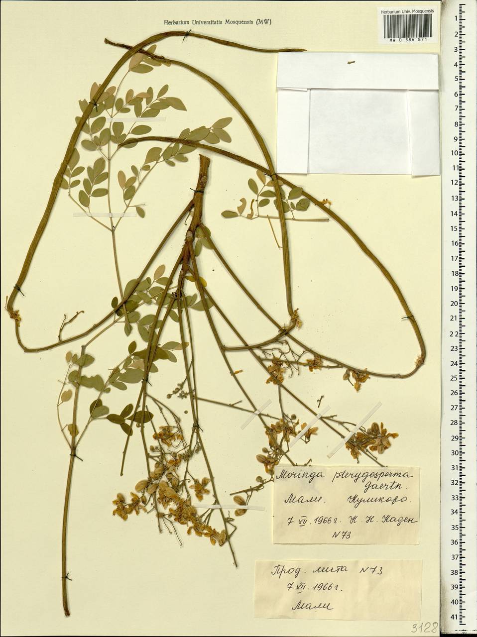 Moringa oleifera Lam., Africa (AFR) (Mali)