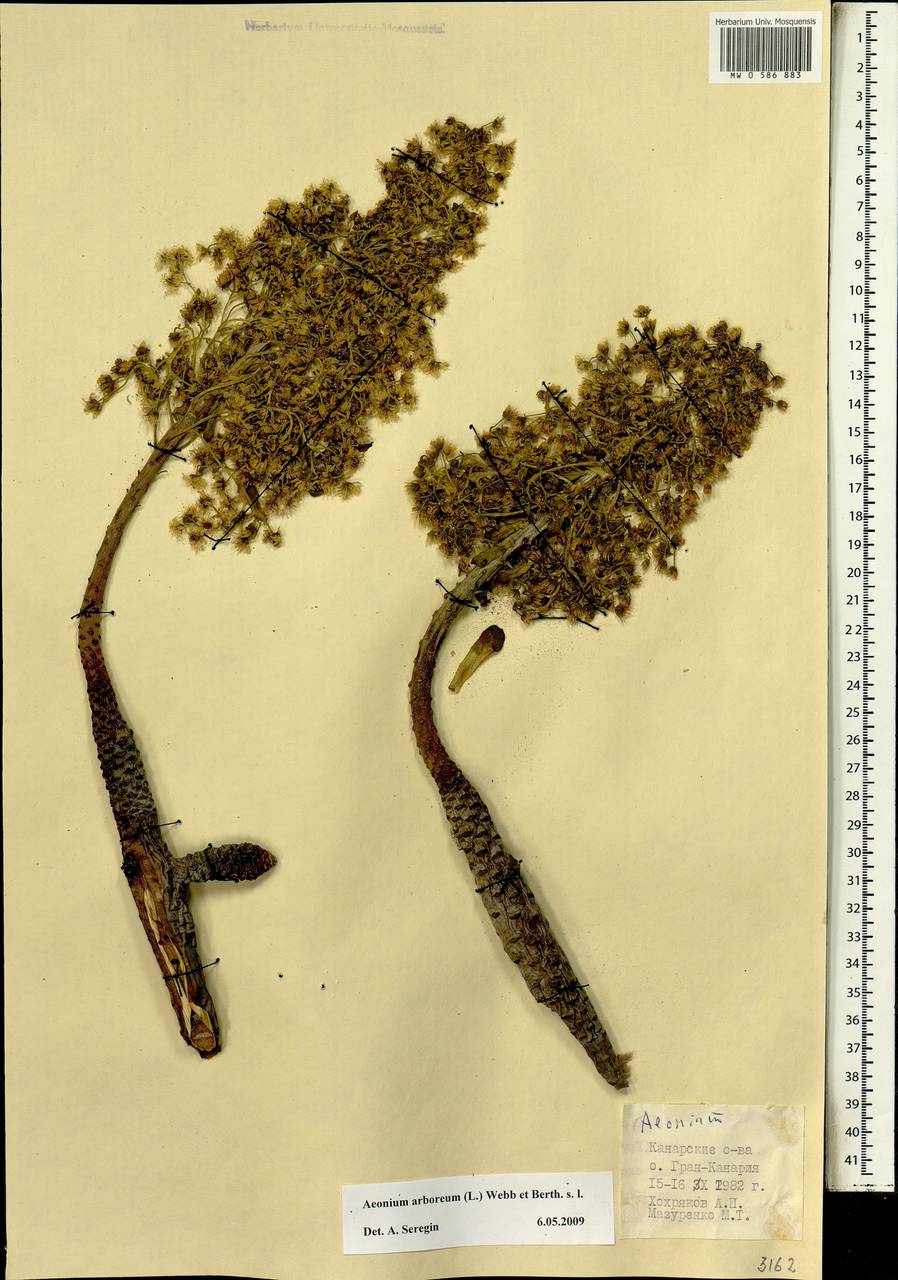 Aeonium arboreum, Africa (AFR) (Spain)