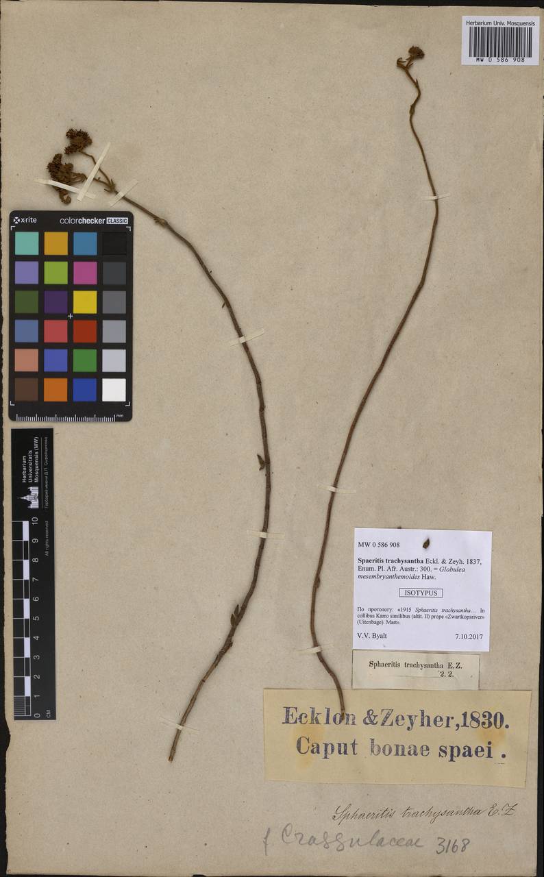 Crassula mesembryanthemoides subsp. mesembryanthemoides, Africa (AFR) (South Africa)