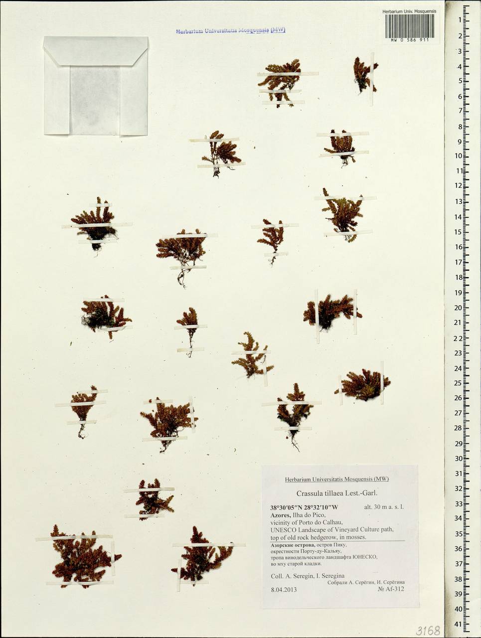 Crassula tillaea Lest.-Garl., Africa (AFR) (Portugal)