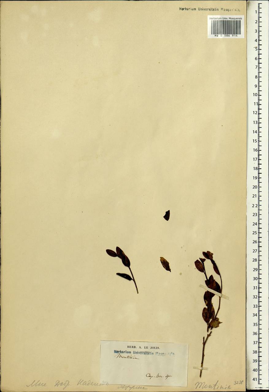 Montinia caryophyllacea Thunb., Africa (AFR) (South Africa)
