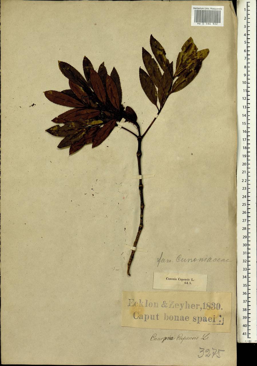 Cunonia capensis L., Africa (AFR) (South Africa)