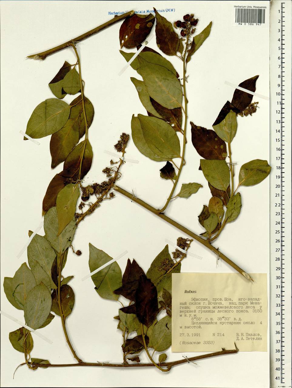 Rubus, Africa (AFR) (Ethiopia)