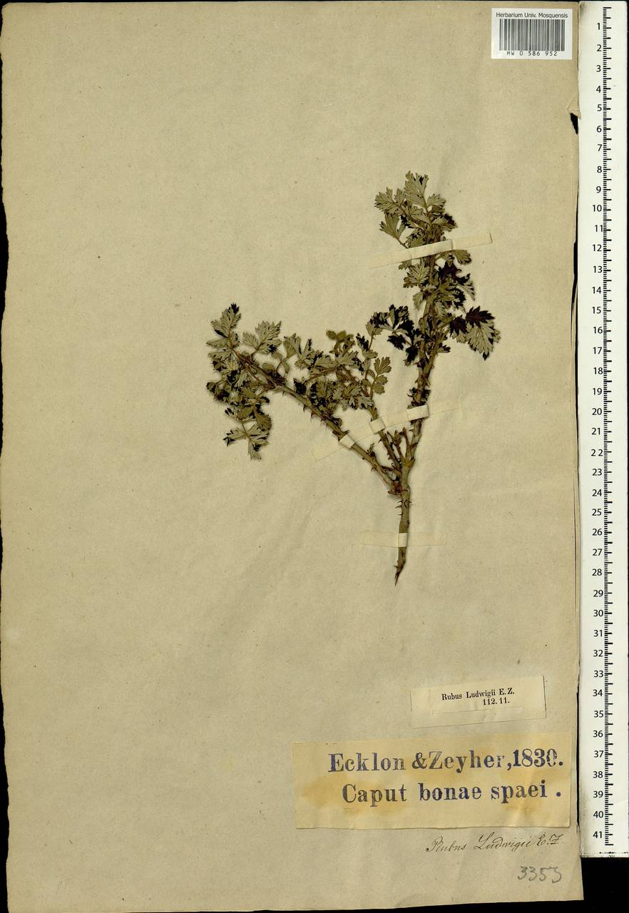 Rubus ludwigii Eckl. & Zeyh., Africa (AFR) (South Africa)