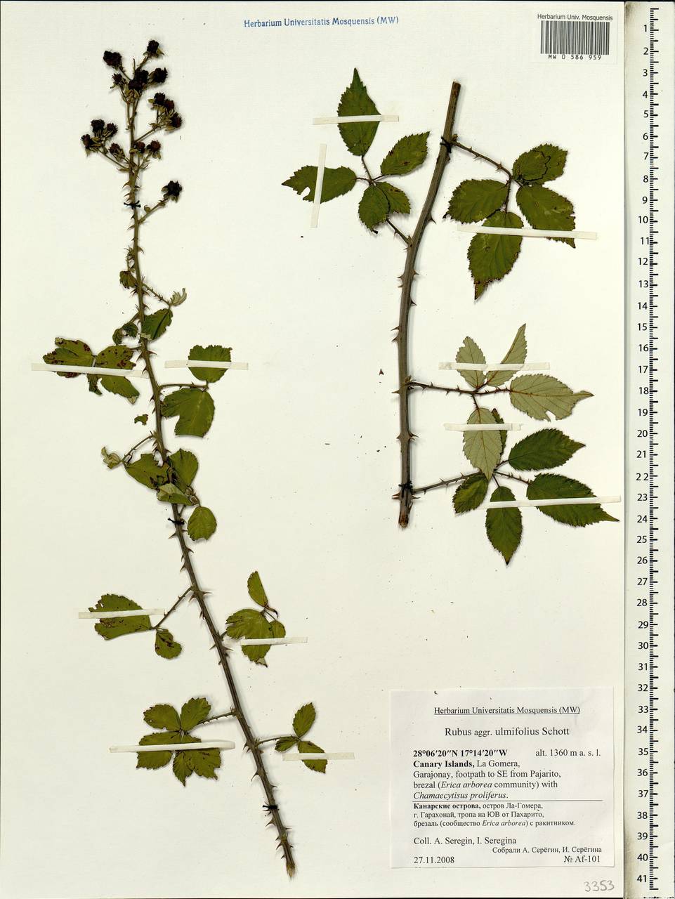 Rubus ulmifolius Schott, Africa (AFR) (Spain)
