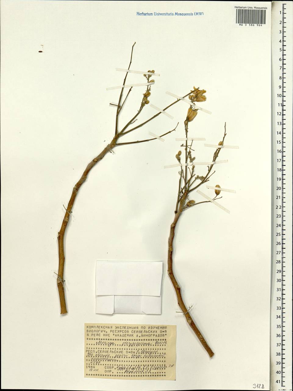 Moringa oleifera Lam., Africa (AFR) (Seychelles)