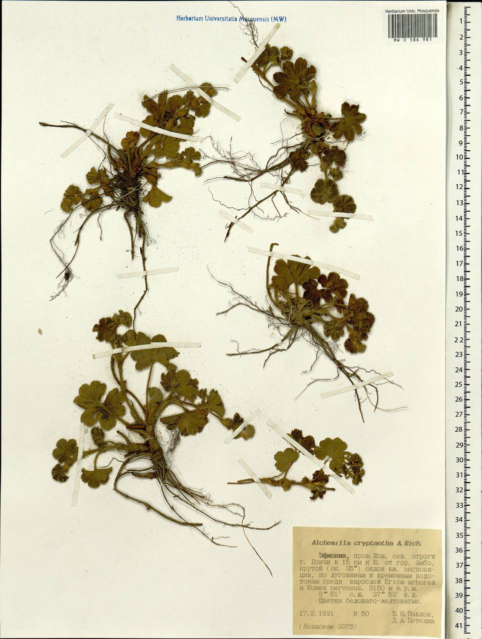 Alchemilla cryptantha Steud. ex A. Rich., Africa (AFR) (Ethiopia)