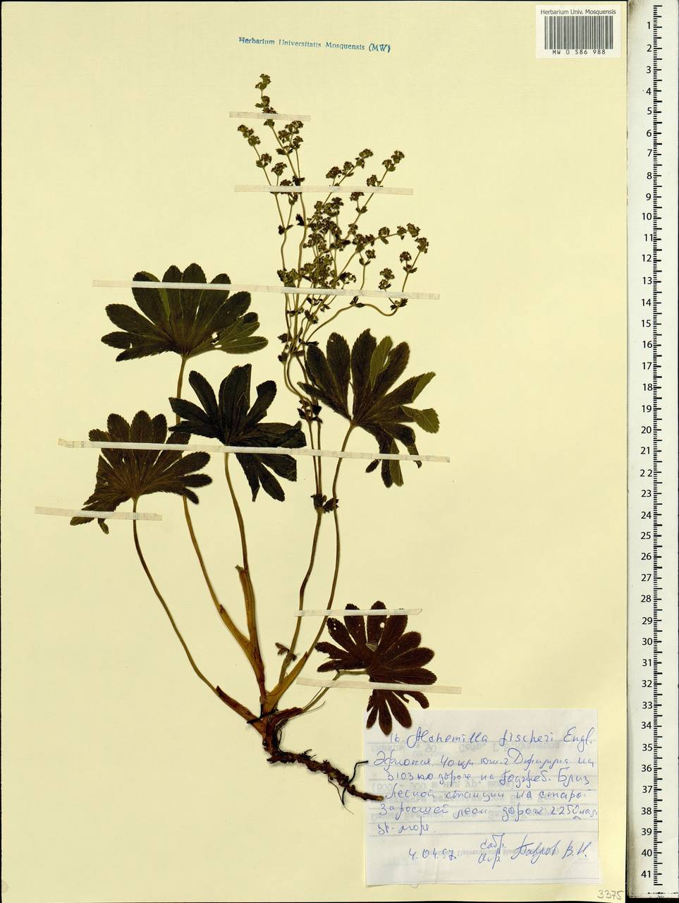 Alchemilla fischeri Engl., Africa (AFR) (Ethiopia)
