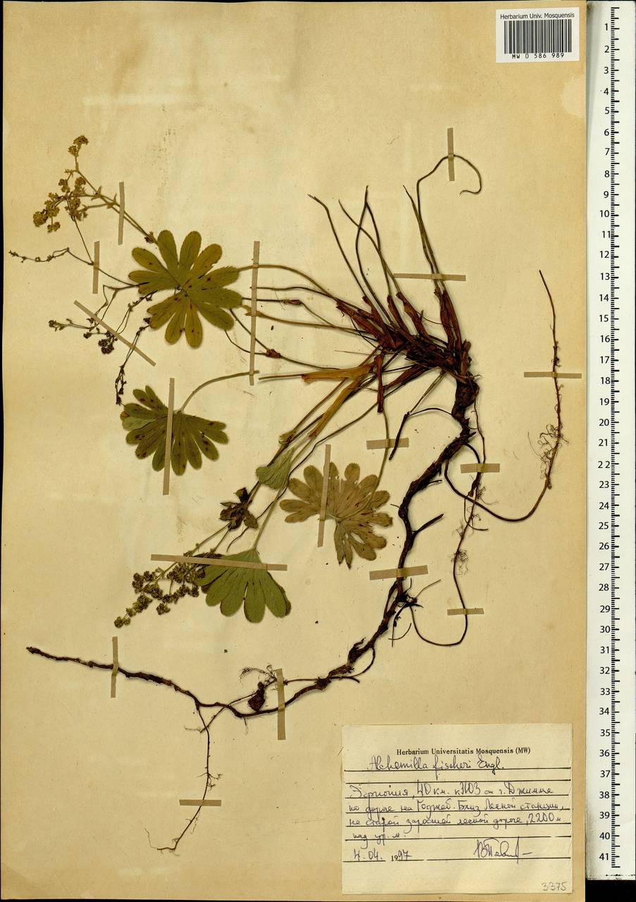 Alchemilla fischeri Engl., Africa (AFR) (Ethiopia)