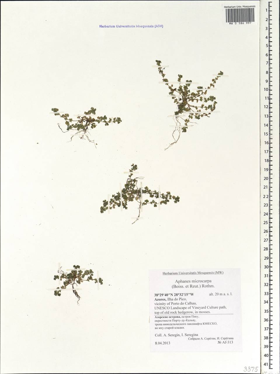 Aphanes microcarpa (Boiss. & Reut.) Rothm., Africa (AFR) (Portugal)