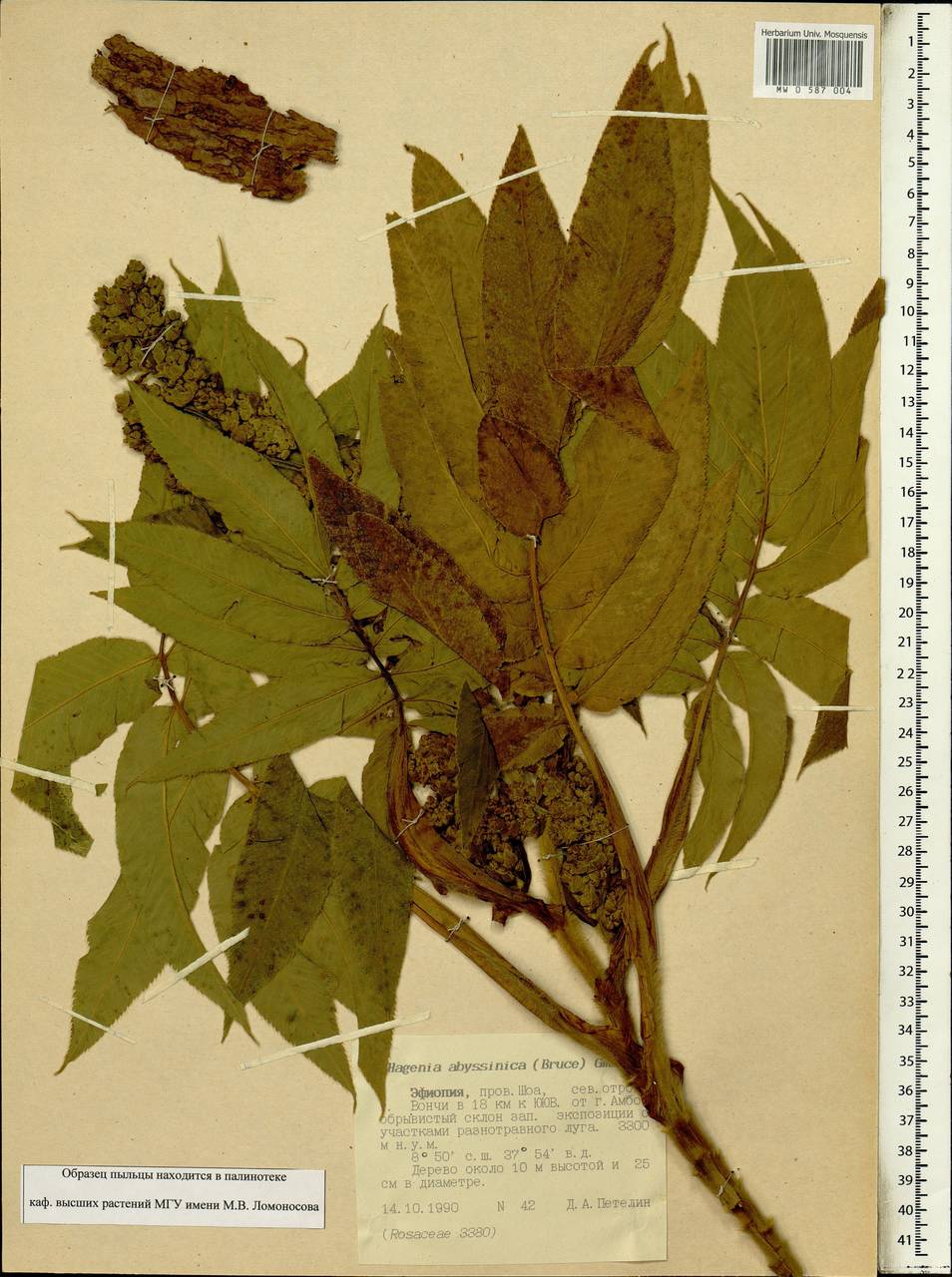 Hagenia abyssinica (Bruce) J.F.Gmel., Africa (AFR) (Ethiopia)