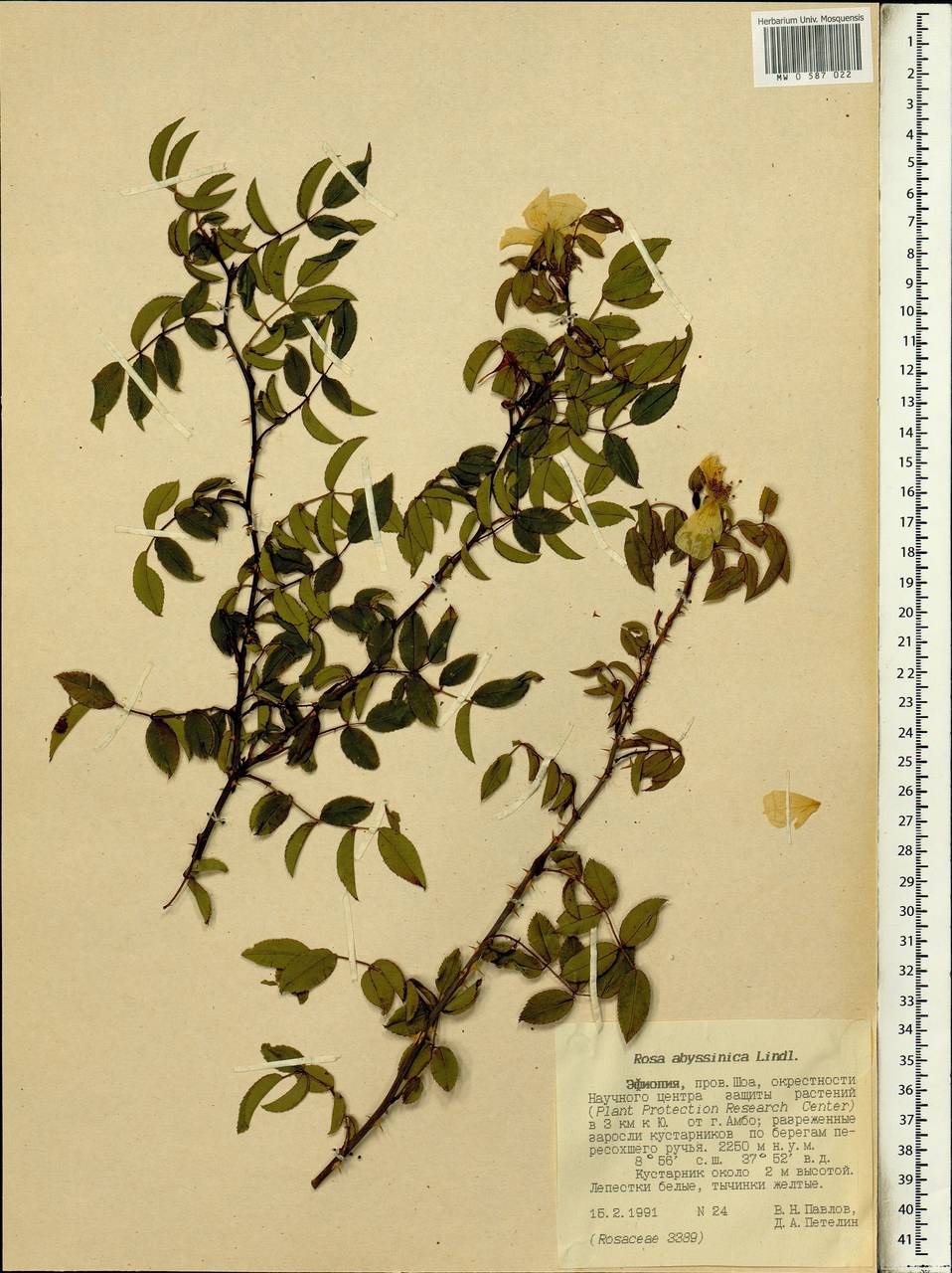 Rosa abyssinica R. Br., Africa (AFR) (Ethiopia)