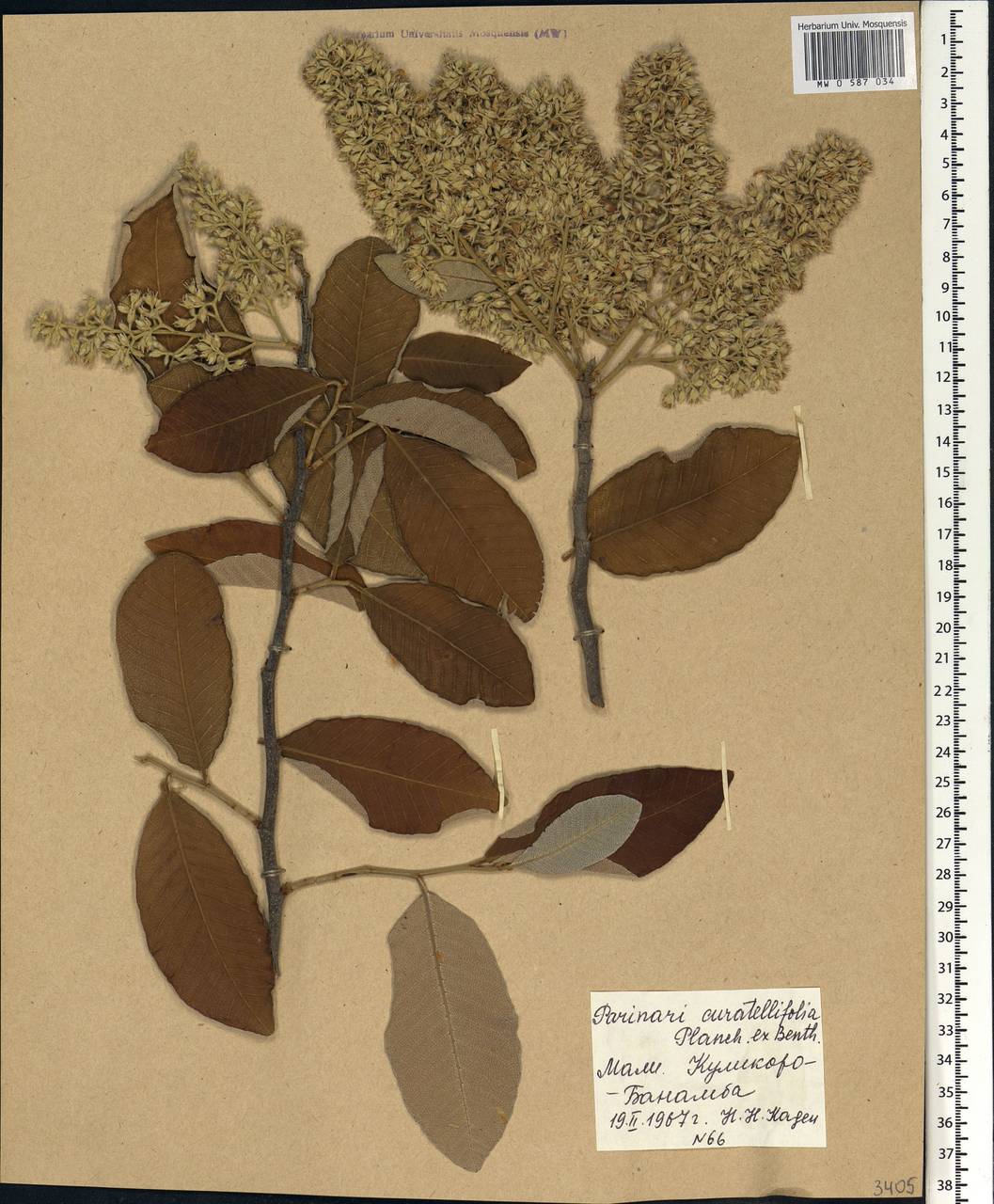 Parinari curatellifolia Benth. ex Planch., Africa (AFR) (Mali)