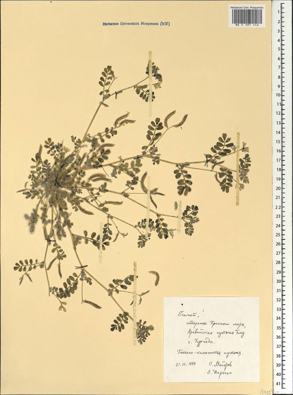 Fabaceae, Africa (AFR) (Egypt)