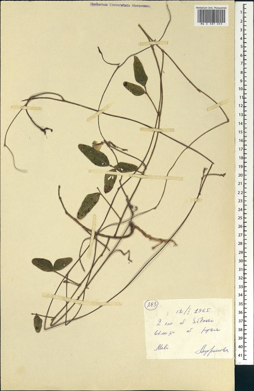 Fabaceae, Africa (AFR) (Mali)