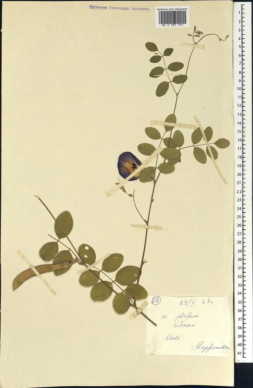 Fabaceae, Africa (AFR) (Mali)