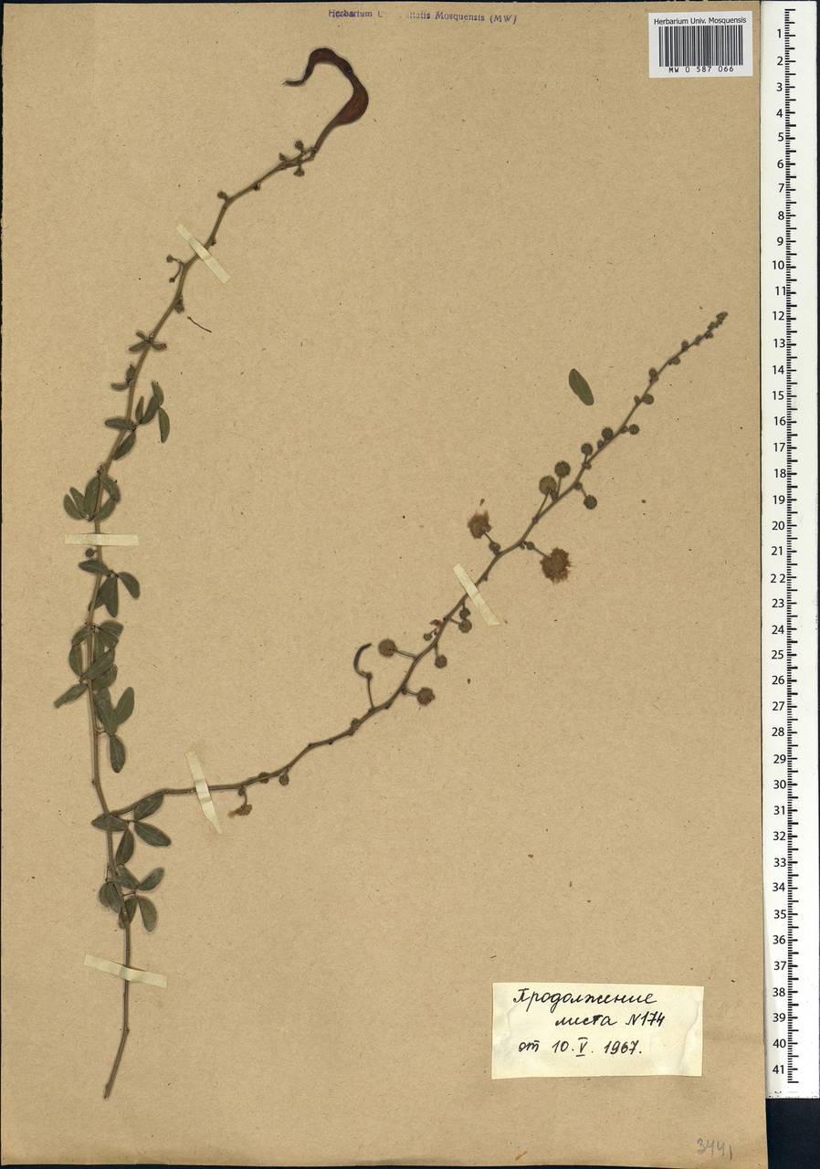 Pithecellobium dulce (Roxb.)Benth., Africa (AFR) (Senegal)