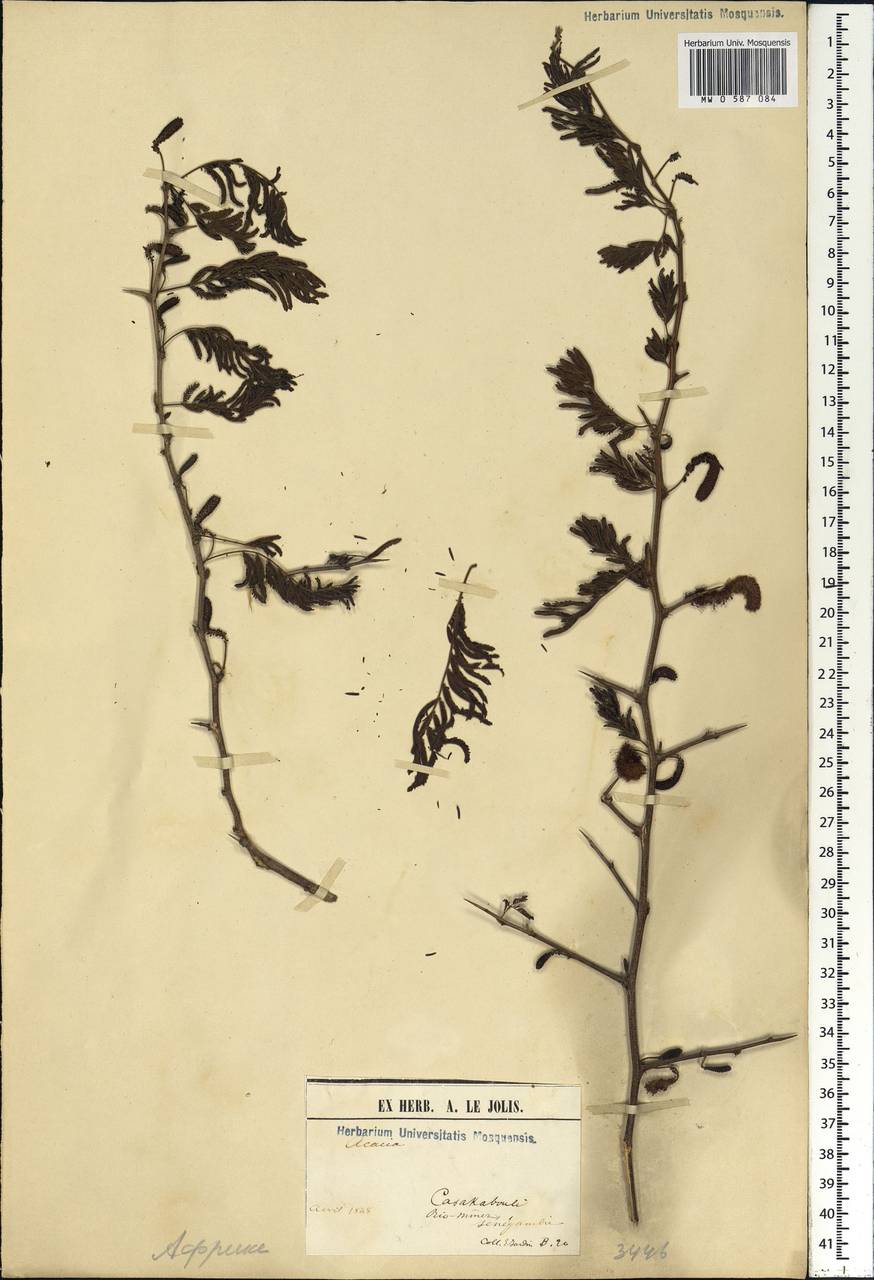 Acacia, Africa (AFR) (Guinea)