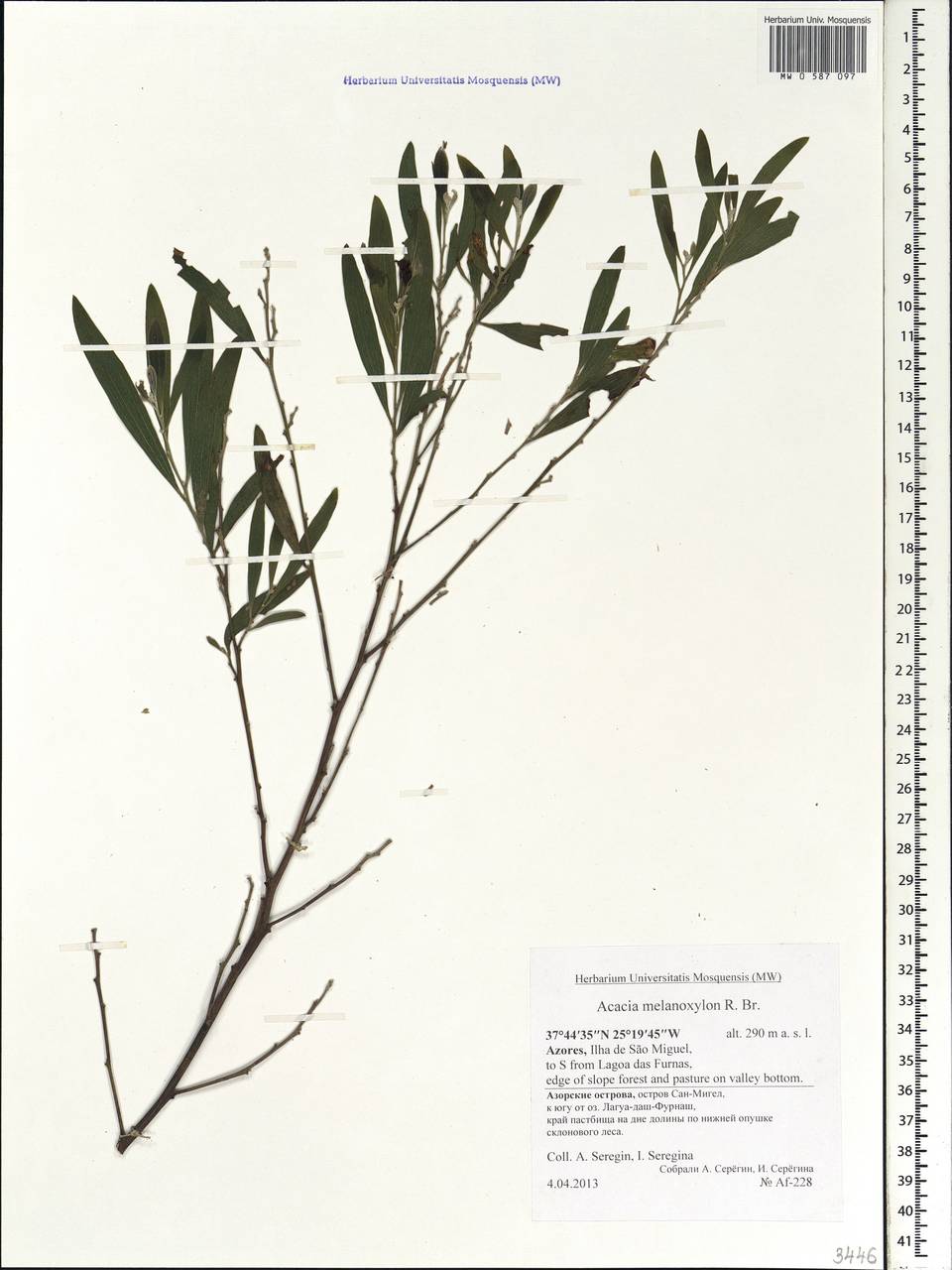 Acacia melanoxylon R.Br., Africa (AFR) (Portugal)