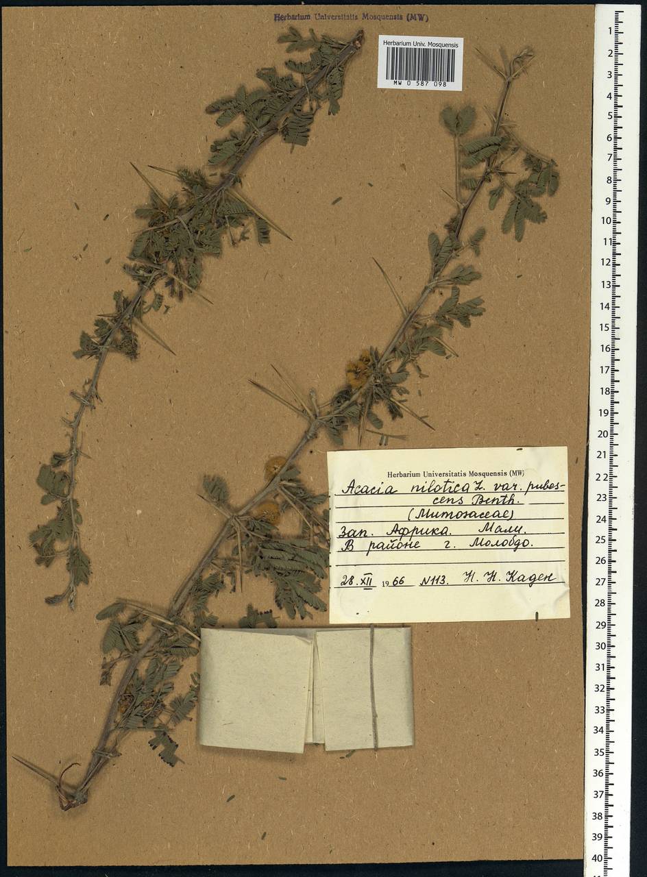 Vachellia nilotica (L.) P.J.H.Hurter & Mabb., Africa (AFR) (Mali)