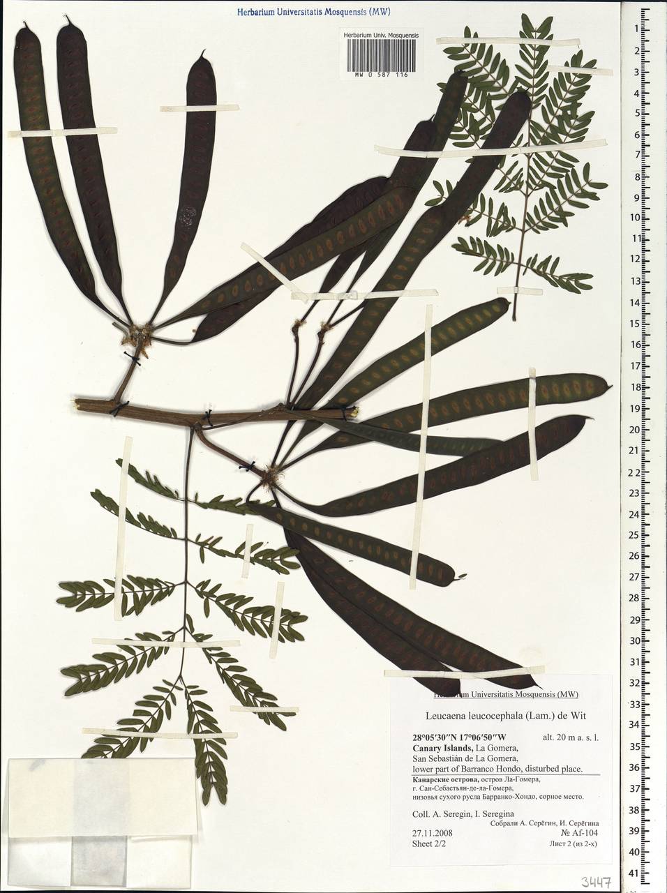 Leucaena leucocephala (Lam.)de Wit, Africa (AFR) (Spain)