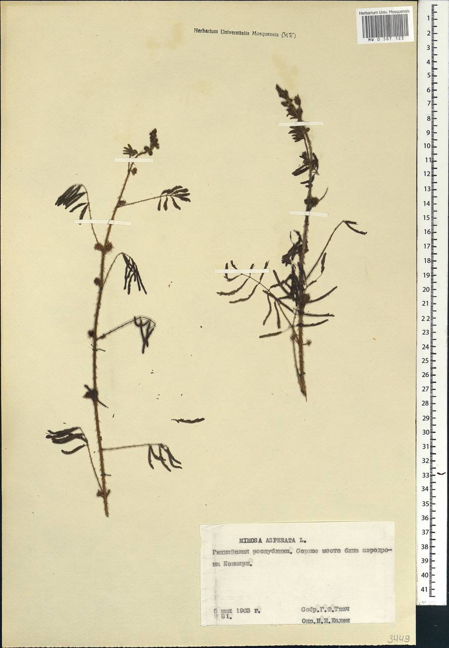 Mimosa pigra L., Africa (AFR) (Guinea)