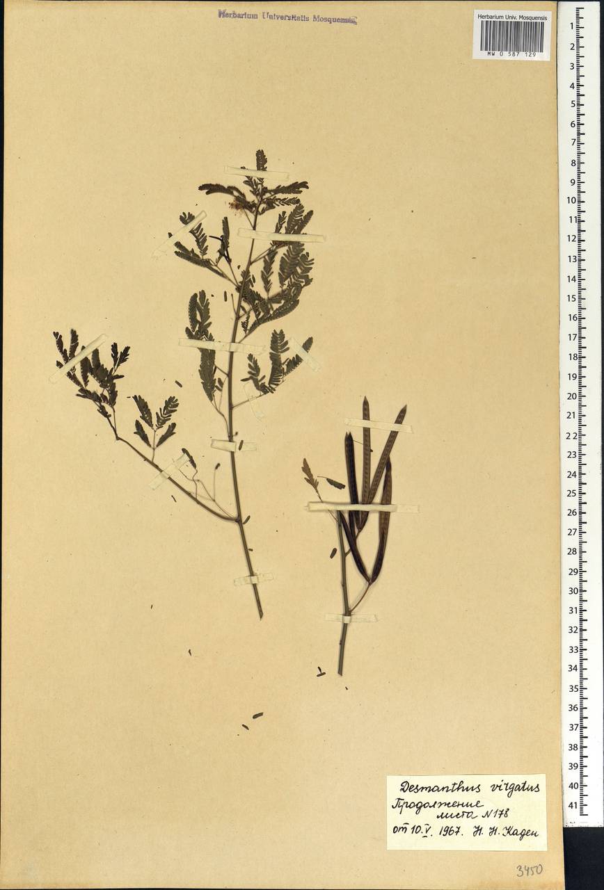Desmanthus virgatus (L.)Willd., Africa (AFR) (Senegal)