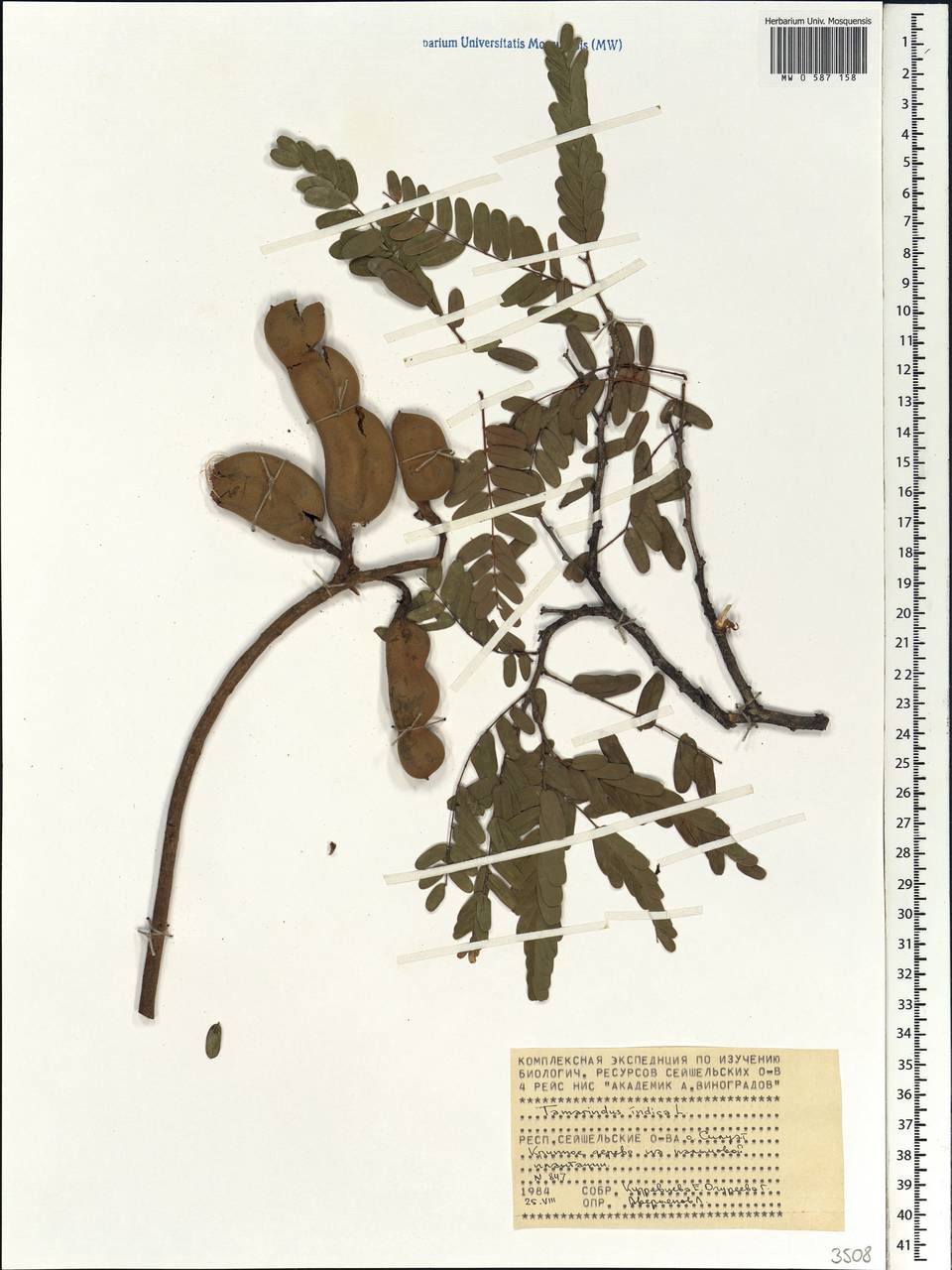 Tamarindus indica L., Africa (AFR) (Seychelles)