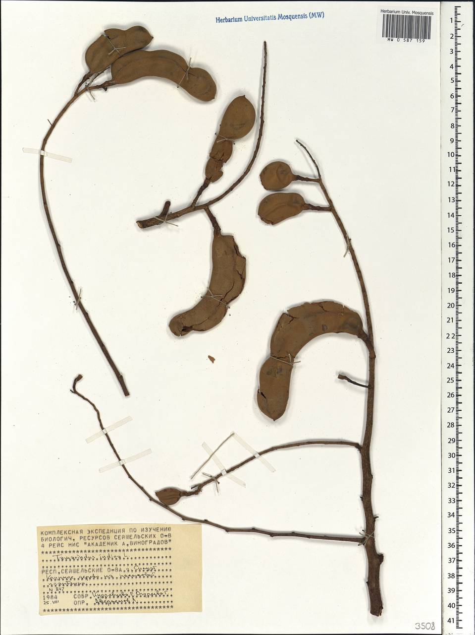 Tamarindus indica L., Africa (AFR) (Seychelles)